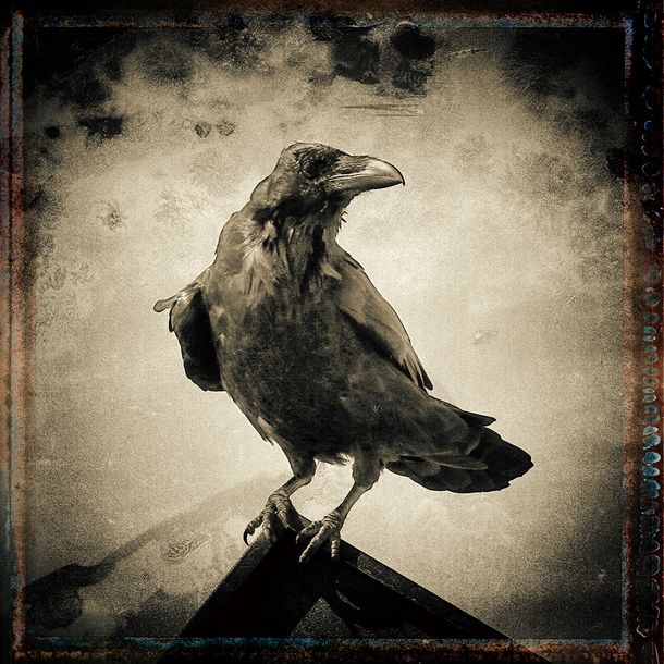 Vintage Raven 491 v2.jpg