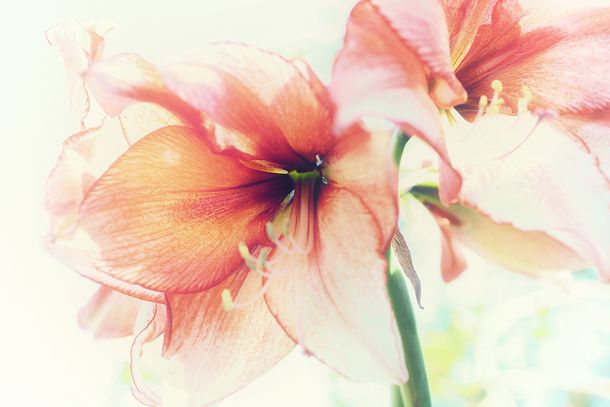 Amaryllis Blossoms 970 v2 Nik.jpg