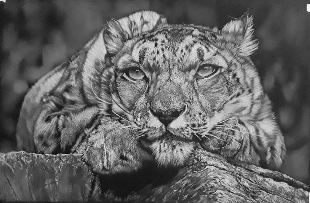 Beauty of the Snow Leopard IMG_20210705_113617_276.jpg