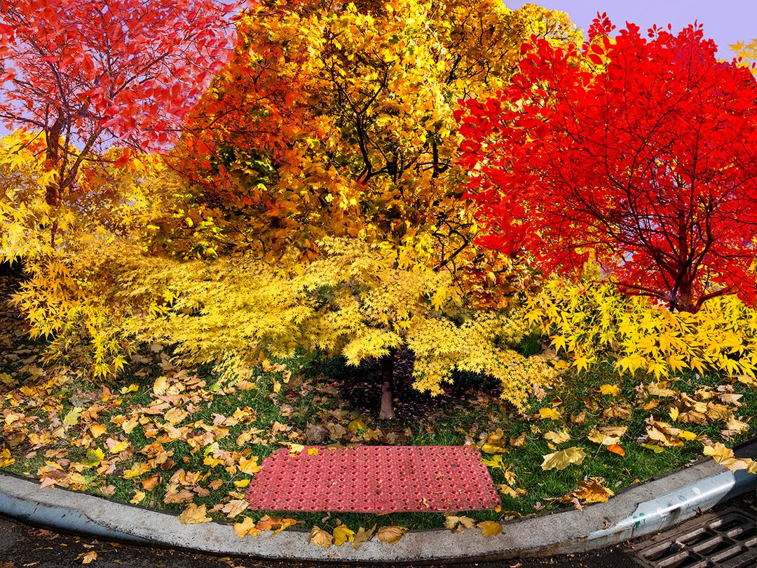New York City Fall Colors 2021 JPEG R.jpg
